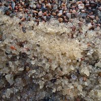 Foto: Putniem dzīres – Saulkrastu pludmalē ikru 'invāzija'