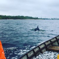 Mangaļsalā atkal pamanīts delfīns; eksperts - 'tas ir kaut kas neparasts'