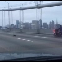 Video: 'Spraiga pakaļdzīšanās' - ASV policija uz tilta tvarsta čivavu