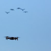 Nepārdomāta dronu izmantošana dabā var kaitēt dzīvniekiem un putniem