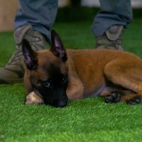 Foto: Valsts policijas koledžas jaunie 'kadeti' – kucēni Freja un Robis