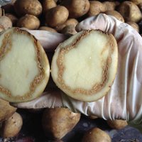Kartupeļiem veidojas tumši gredzeni – kāpēc tā?