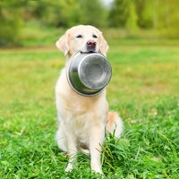 'Dogo' sāga: Ražotājs papildina tiesā iesniegto prasību pret veterinārārstiem