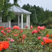 Fotopastaiga pa ziedošo Salaspils botānisko dārzu