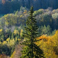 'Latvijas valsts meži' noraida pārmetumus par ierobežotas pieejamības topogrāfisko karšu publiskošanu