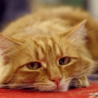 От миски до постели и обратно: 5 признаков, что вашей кошке скучно