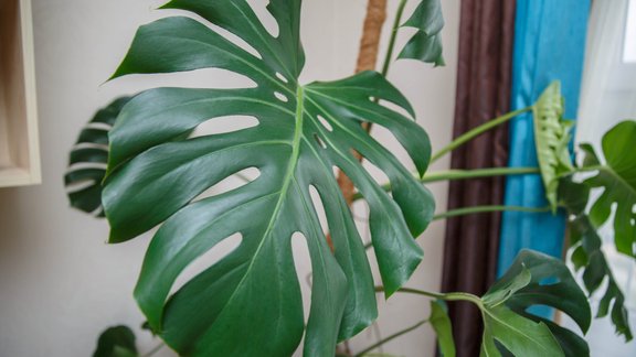 monstera palma