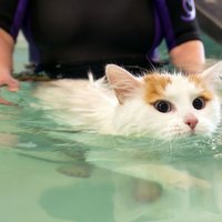 Ļoti neparasts kaķis, kuram patīk peldēties vannā