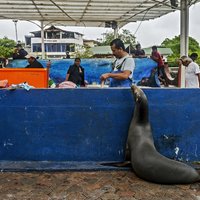 Dīvaini foto: Jūras lauva atnāk uz zivju tirgu