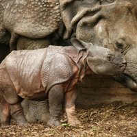 Во Вьетнаме убит последний яванский носорог