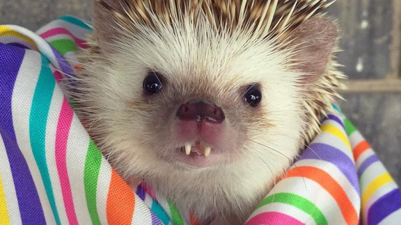 instagram.com/huffthehedgehog