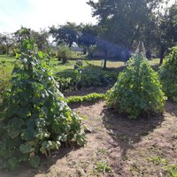 Pieredzes stāsts: gurķu audzēšana piramīdās un garda recepte ziemas krājumiem
