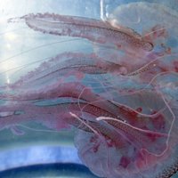 ANO brīdina par medūzu 'apburto loku' Vidusjūrā