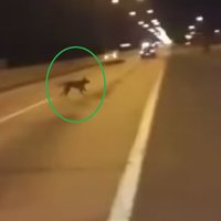 Video: Pasauli satrauc spoku suns uz ceļa