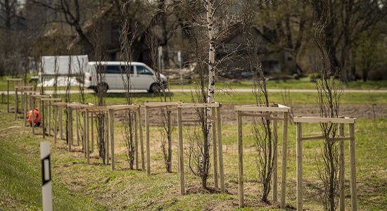 Taurenē pie reģionālā autoceļa Cēsis-Vecpiebalga-Madona iestādīta koku aleja