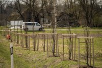 Taurenē pie reģionālā autoceļa Cēsis-Vecpiebalga-Madona iestādīta koku aleja