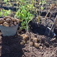 В этом году картофель в Латвии может подорожать