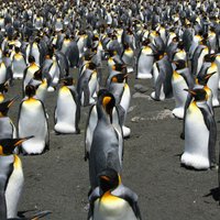 Polārpētnieki burtiskā nozīmē zaudē prātu pingvīnu izkārnījumu dēļ