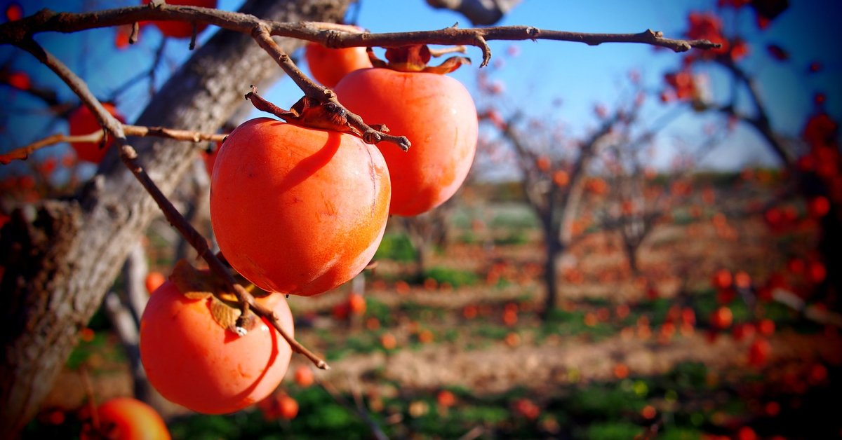 Il cachi luminoso è un frutto sano, ma può anche danneggiare una persona