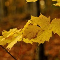 Kāpēc rudenī kokiem iekrāsojas un birst lapas?