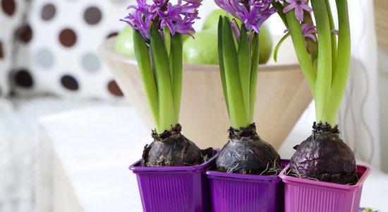 Lai janvārī priecētu tulpes un hiacintes: pieredzes stāsts, kā ziemā izaudzēt sīpolpuķes