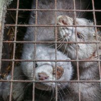 Mirst badā, salst un noslāpst: gadījumi, kad Latvijā nežēlīgi izturas pret dzīvniekiem