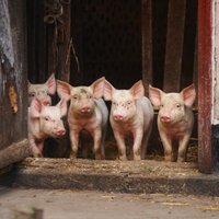 В Неретском крае из-за АЧС ликвидировано 27 домашних свиней