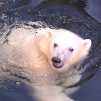 Video: Baltā lācenīte Nora nebēdnīgi draiskojas ūdenī