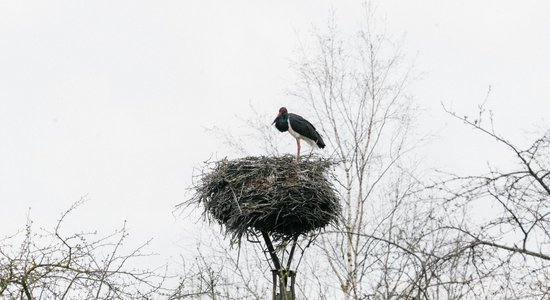 Pirmizrādi piedzīvos cikla 'Latvijas kods. Latvija šodien' jaunās filmas