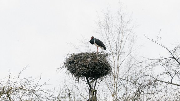 Kadrs no filmas "Melnā stārķa kungs" 