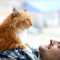 Kaķu saimnieku ikdiena: kā mīluļi izrāda pieķeršanos cilvēkam