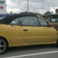 Neparasts foto: Bišu spiets aplipinājis automašīnu
