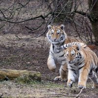 Сбежавшие из голландского питомника тигры найдены
