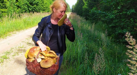 Sēņu safari Madonā jeb Kā atrast lielāko baraviku mūžā