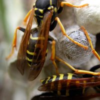 Piecgadīga meitene iekāpj lapseņu pūznī un piedzīvo pamatīgu kukaiņu uzbrukumu