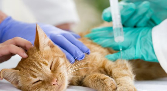 Turpmāk veterinārārsti ziņos, ja saimnieki mājdzīvniekam savlaicīgi nenodrošinās medicīnisko palīdzību