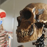 Ученые: все неафриканцы — потомки неандертальцев