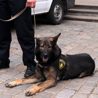 Policijas suns Nato Olainē uziet vairāk nekā kilogramu amfetamīna