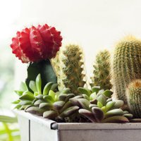 Kaktusi - telpaugi aizmāršīgākajiem saimniekiem