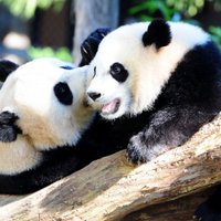 ВИДЕО. Карантин в зоопарке помог пандам спариться впервые за 10 лет