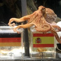 Miris futbola pareģis astoņkājis Pauls