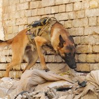 Афганские талибы взяли в плен американскую собаку