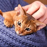 Piecas praktiskas darbības, kuras kaķis iemāca cilvēkam