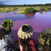 Купаться запрещено: обычный пруд на Гавайях внезапно стал ярко-розовым