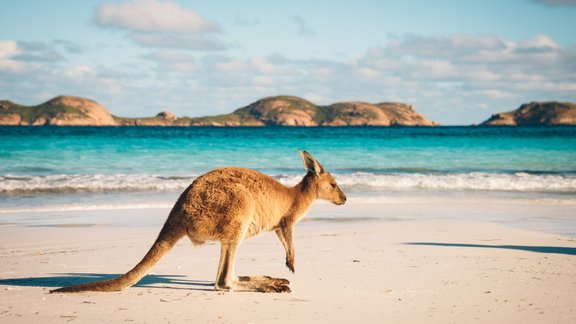 Cape Le Grand, Austrālija, ķengurs