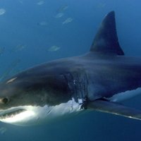 В Австралии запретили дайвинг с акулами