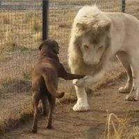 Lauva sarokojas ar suni – unikāls stāsts par īpatnēju draudzību