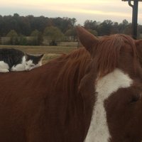 Foto: Dakota un Sapijs – zirga un kaķa draudzība, kas aizsākās stallī