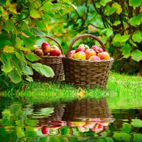 Праздник Преображения или Яблочный спас: традиции, значение, приметы, рецепты
