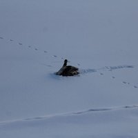 ФОТО: Все улетели. Молодой лебедь остался зимовать один